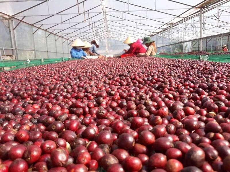 Gia công cà phê muối hòa tan tại HUCAFOOD Co., Ltd sự lựa chọn số #1 cho khởi nghiệp cà phê.